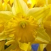 Daffodils  by 365projectdrewpdavies