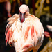 Flamingo Friday - 027 by stray_shooter