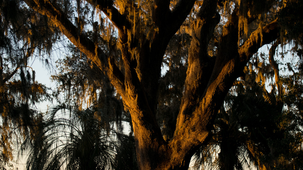 Sunlit Tree! by rickster549