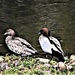A Pair of Wood Ducks ~ by happysnaps