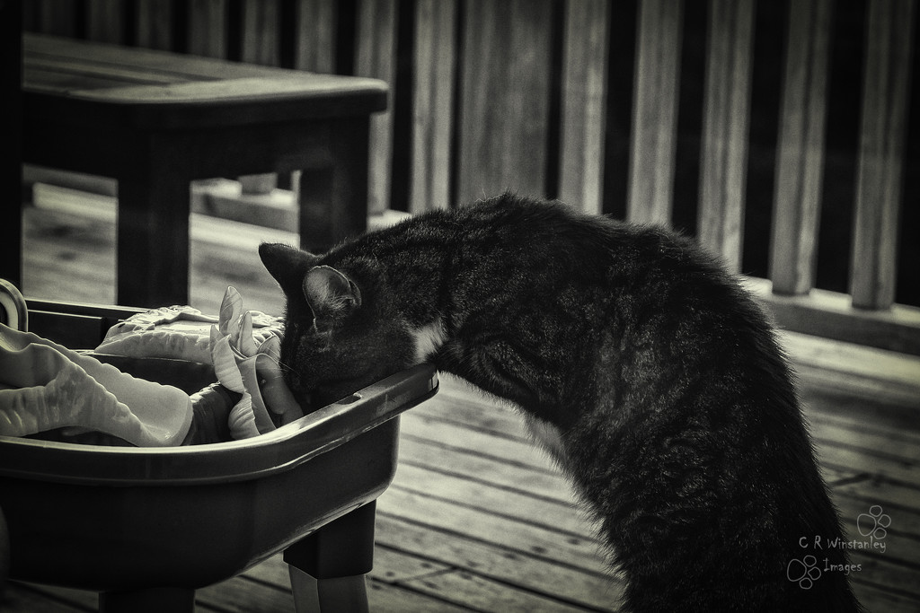 Day 61 B&W (Thirsty Cat) by kipper1951