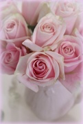 2nd Mar 2017 - Soft Pink Roses