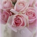 Soft Pink Roses by deborahsimmerman