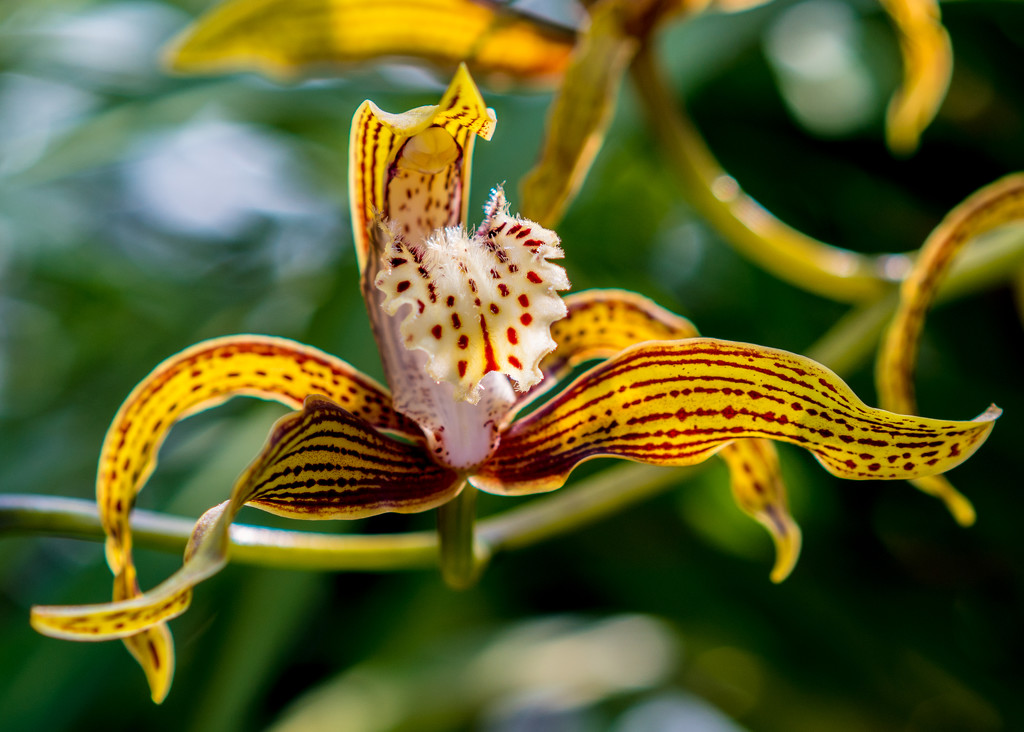 Cymbidium Orchid by rminer