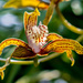 Cymbidium Orchid by rminer