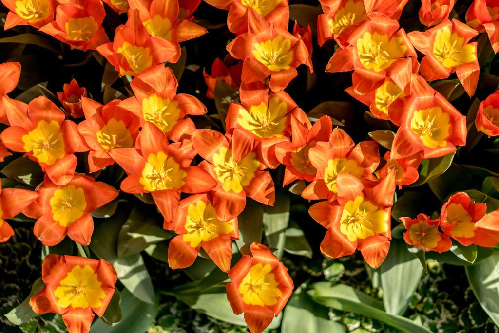 Orange and Yellow Tulips by rminer