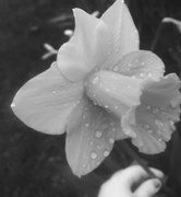 3rd Mar 2017 - Black and white flower power