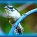 Blue Jay by vernabeth