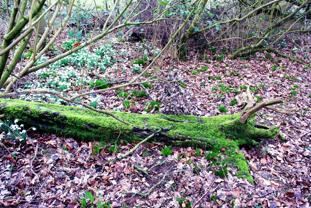 Moss on fallen tree by jeff