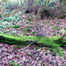 Moss on fallen tree by jeff