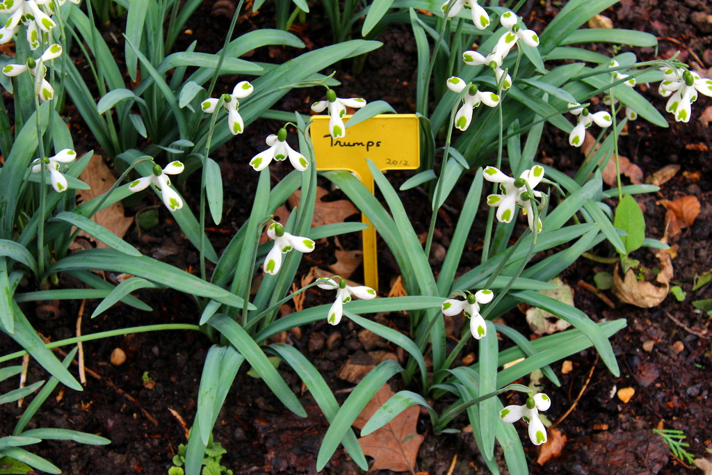 A rather pretty snowdrop by jeff