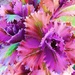 Flowering Cabbage by joysfocus