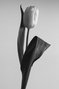 3rd Mar 2017 - White tulip #3
