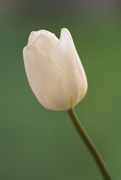 4th Mar 2017 - White tulip #4