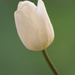 White tulip #4 by rumpelstiltskin