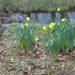 Daffodils flowering near our caravan. by grace55
