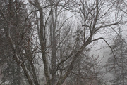 4th Mar 2017 - Tree in a snow squall