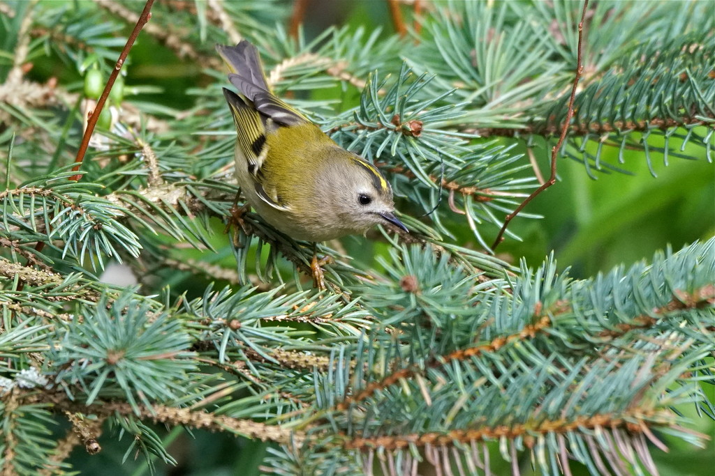GOLDIE IN THE CONIFER  by markp