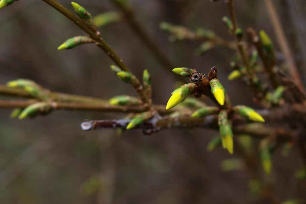 Forsythia blooming already by mittens