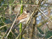 4th Mar 2017 -  Reed Bunting (Male) 
