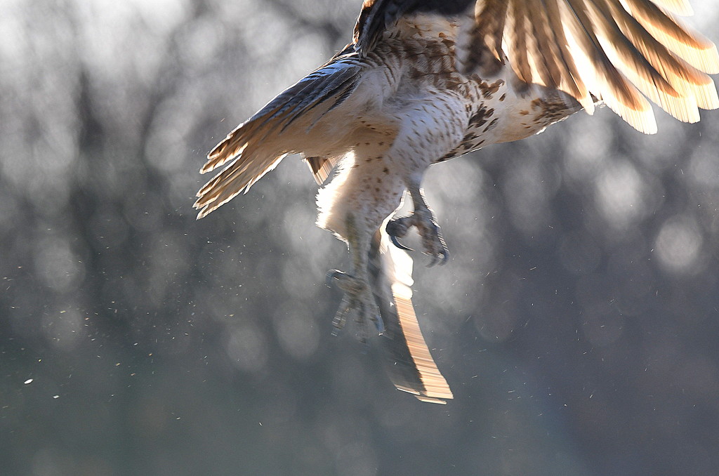Hawk in Flight by kareenking