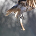 Hawk in Flight by kareenking