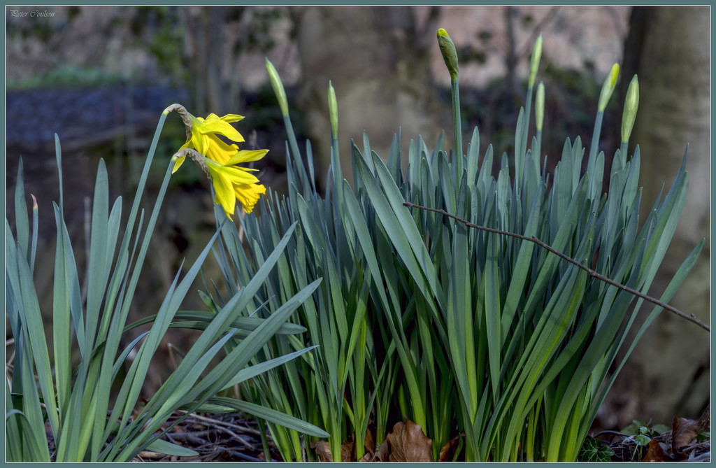 Spring by pcoulson