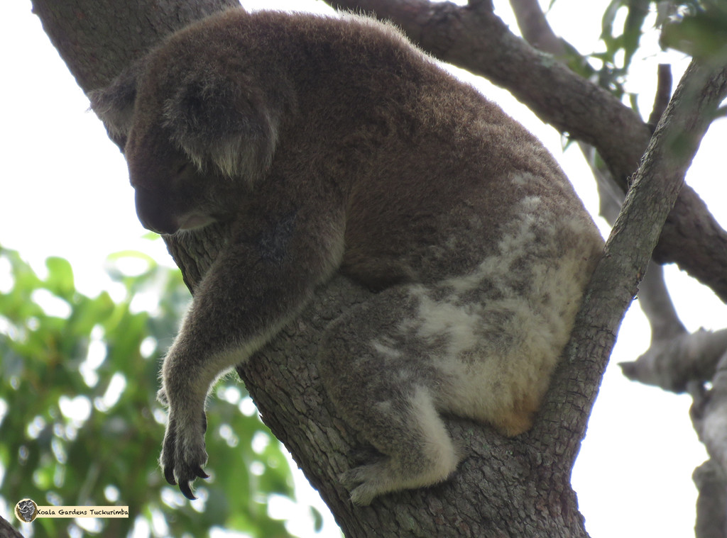 body support by koalagardens
