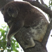 body support by koalagardens