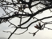 24th Feb 2017 - Cherry Tree Branches