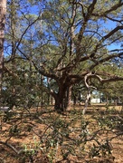 4th Mar 2017 - Florida Tree
