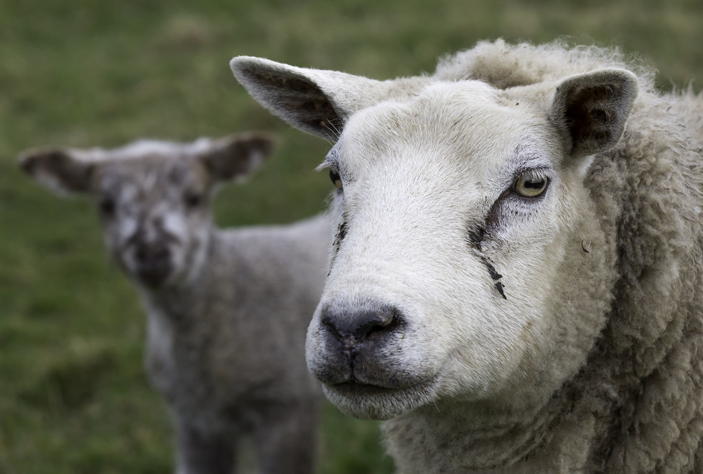 Sheep by shepherdmanswife