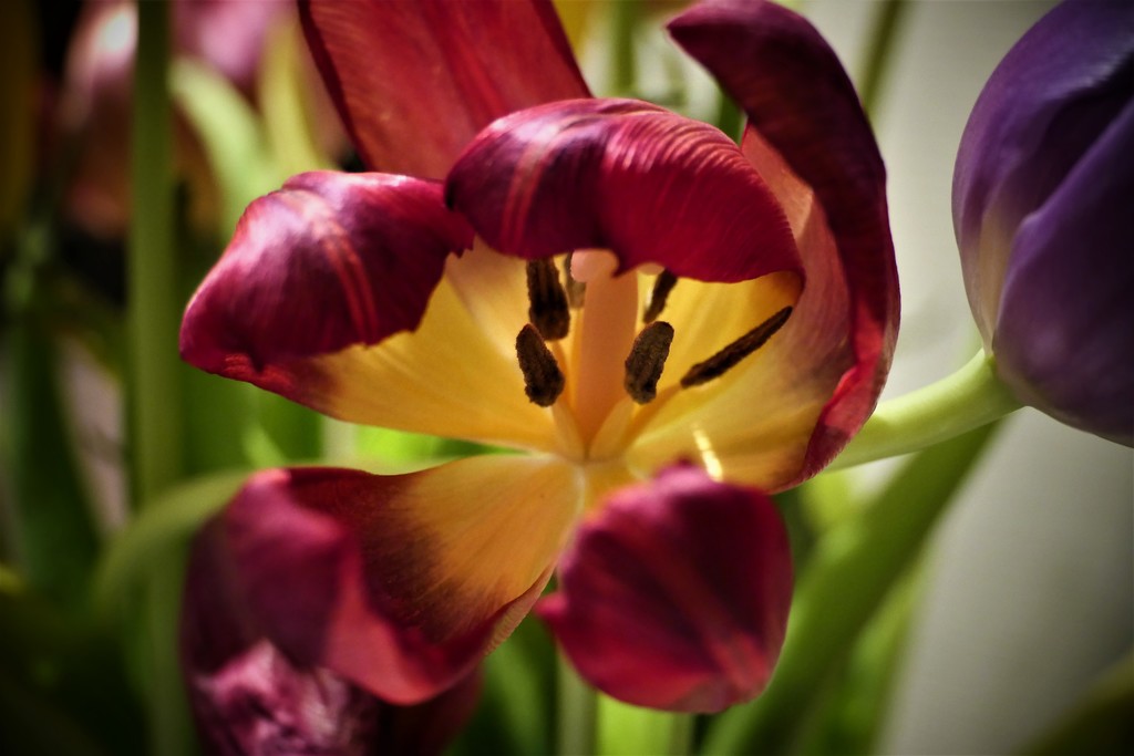 Brightly Fading Tulip by carole_sandford