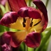Brightly Fading Tulip by carole_sandford