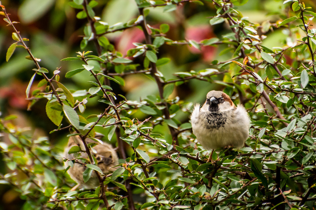 Fluffy Sparrow  by rjb71