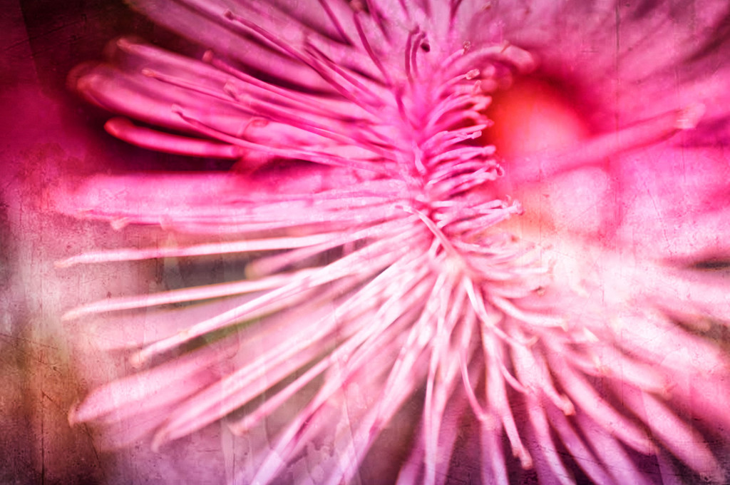 Gum Flower Pink by annied