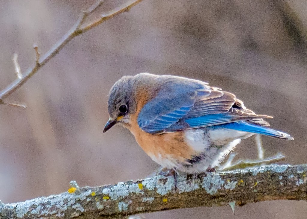 Eastern Bluebird on a Branch  by rminer