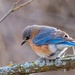 Eastern Bluebird on a Branch  by rminer