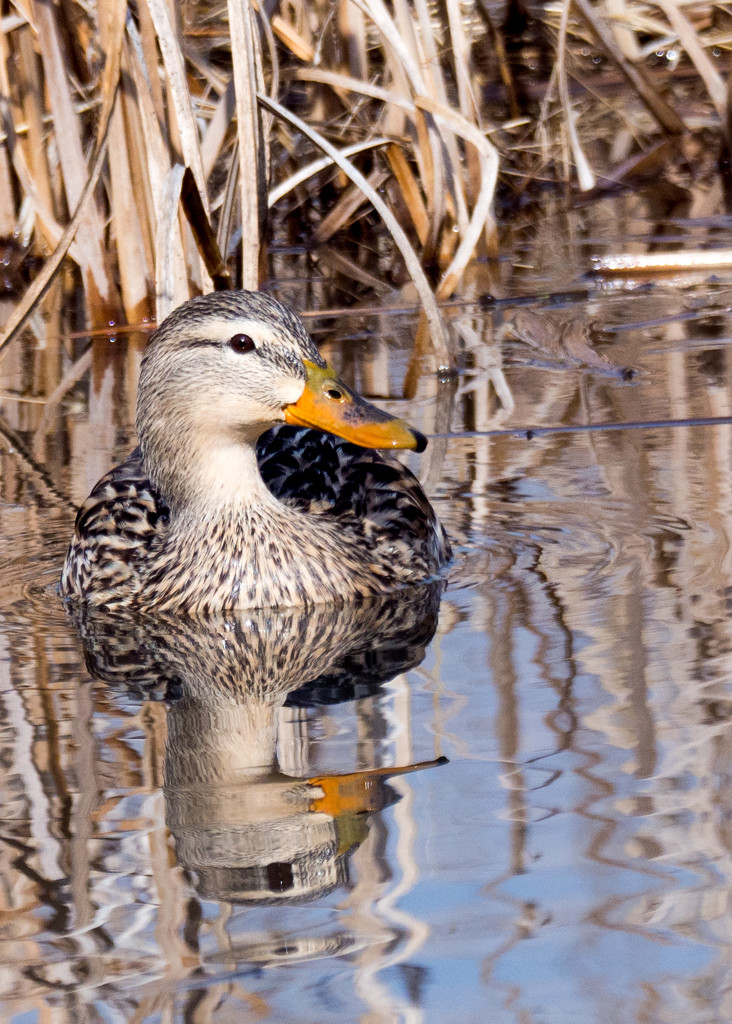 Female Mallard with Reflection by rminer