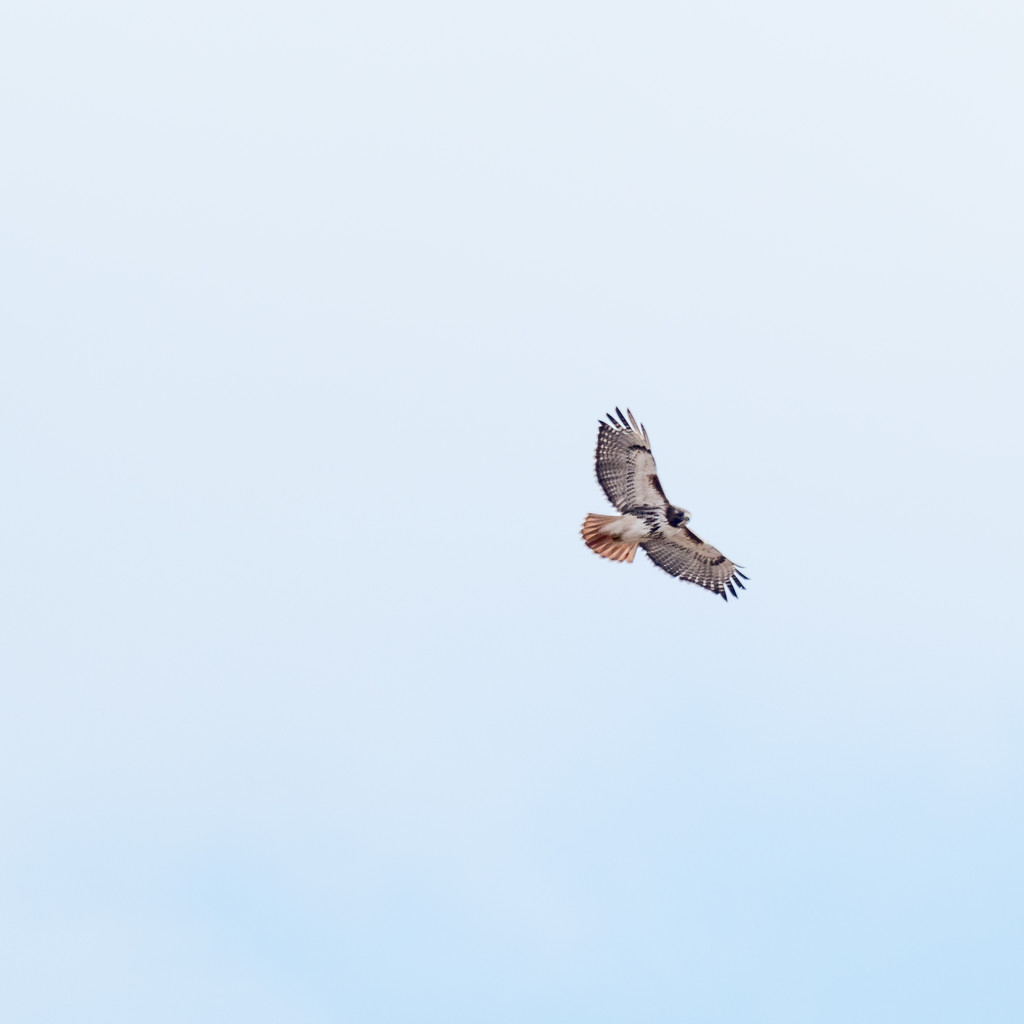 Red-tailed Hawk  by rminer
