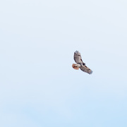 4th Mar 2017 - Red-tailed Hawk 