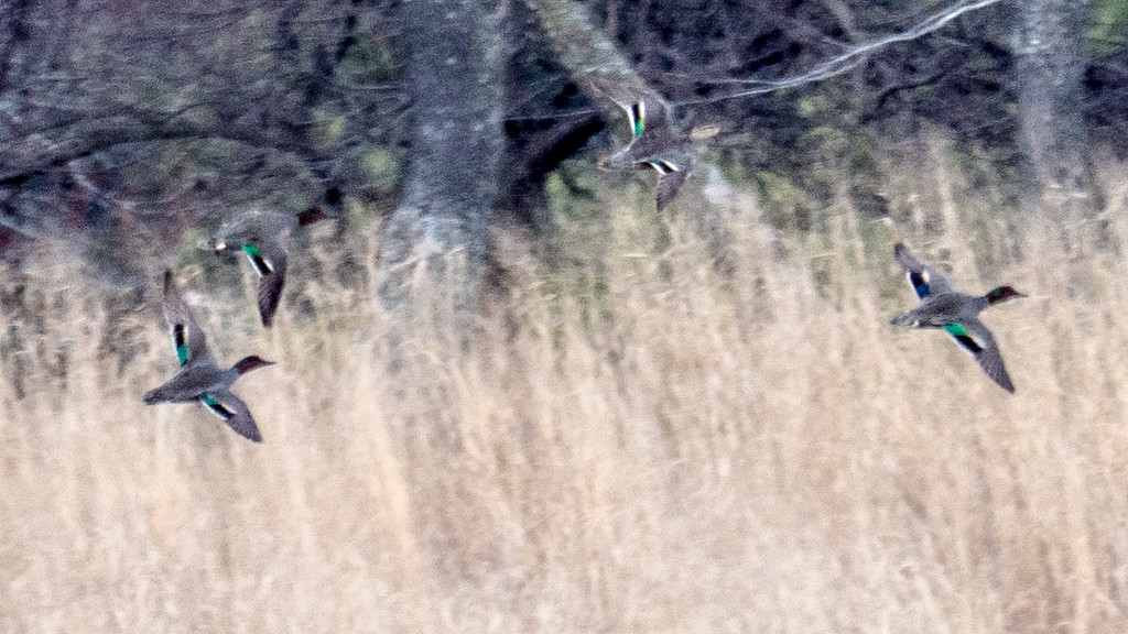 Green-winged Teals in Flight by rminer