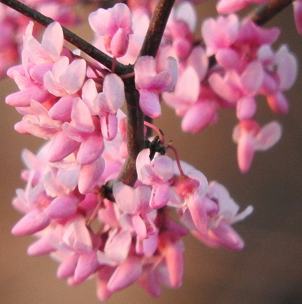 Pink blossoms! by homeschoolmom