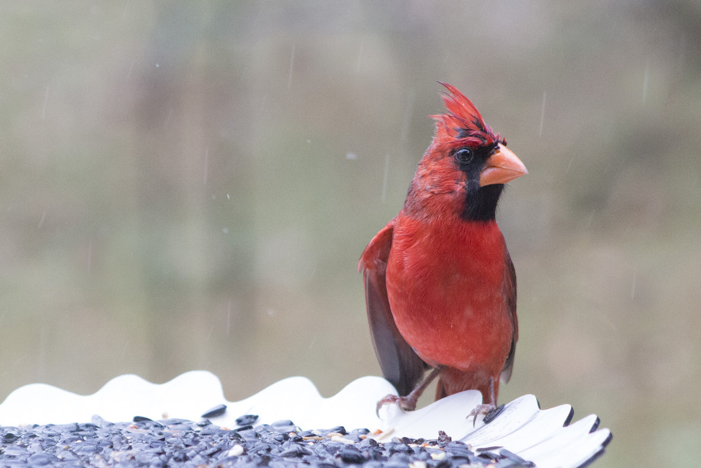 Rainy Day Cardinal by gaylewood