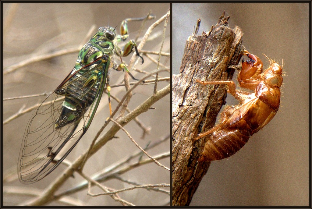 Cicada by dide