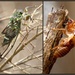 Cicada by dide