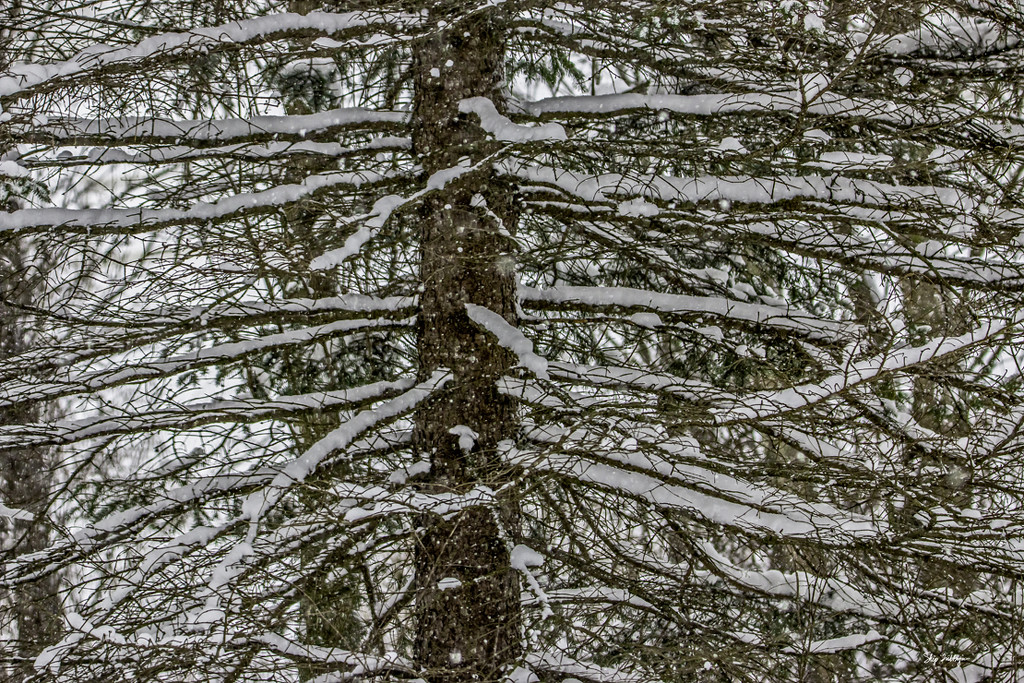Pine Tree Shot #3 - Coat of Snow  by skipt07
