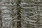 3rd Mar 2017 - Pine Tree Shot #3 - Coat of Snow 