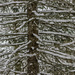 Pine Tree Shot #3 - Coat of Snow  by skipt07
