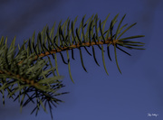 2nd Mar 2017 - Pine Tree Shot #2 - Green and Blue 